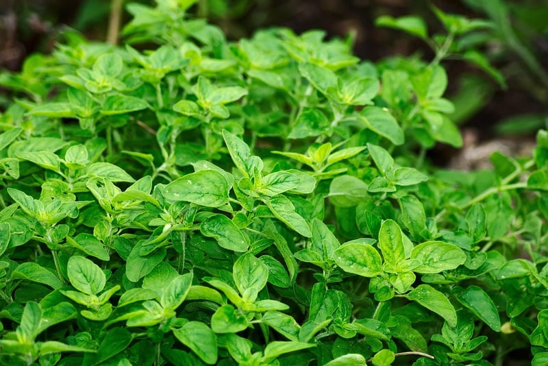 Medicinal Herb Gardening