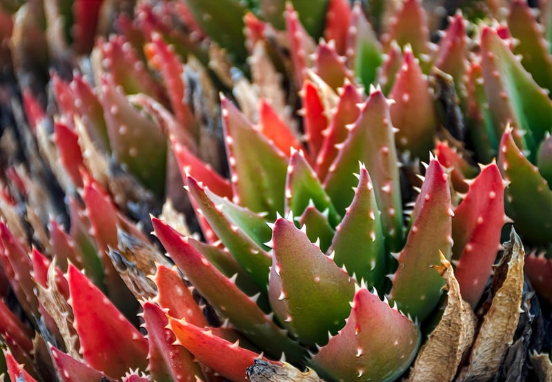 Cacti