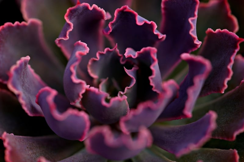 Vertical Succulent Garden